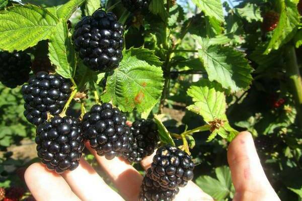 garden blackberry