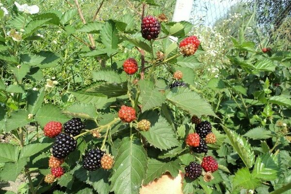 Garten Brombeere