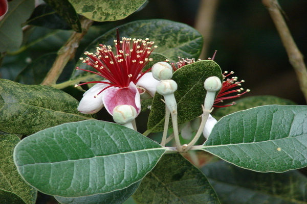 feijoa litrato