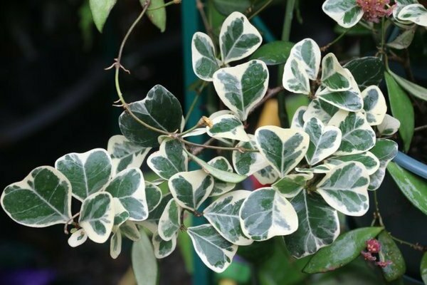 Ficus trokutasta fotografija