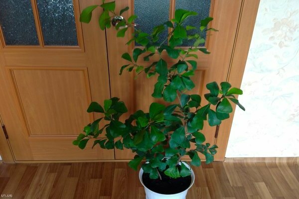 Ficus trokutasta fotografija