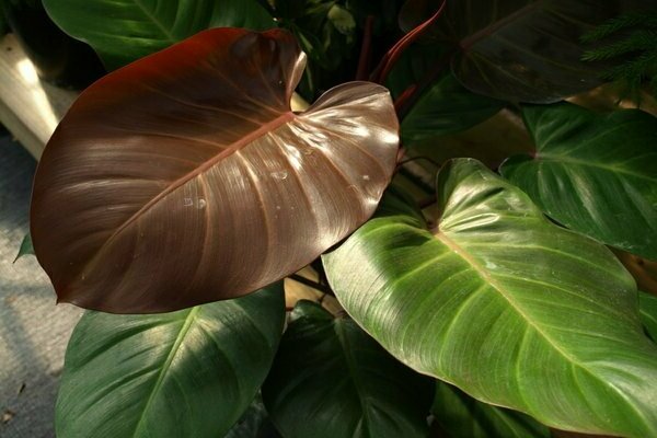 Philodendron-Foto