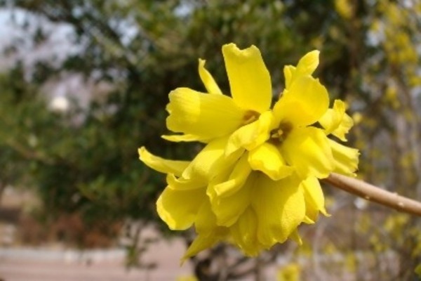 forsythia