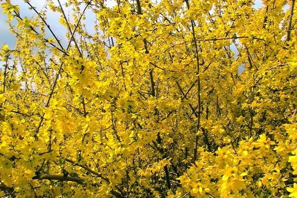 forsythia