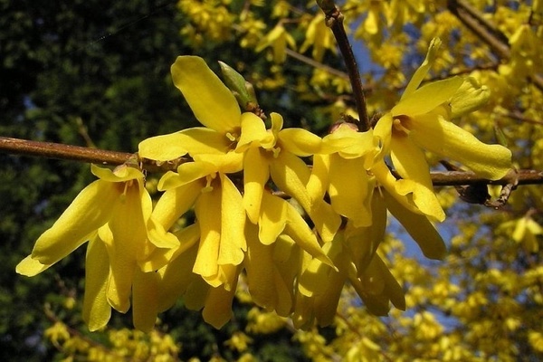 forsythia