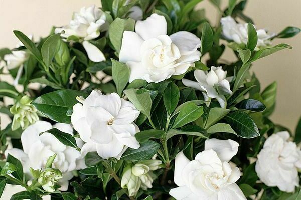 Gardenia photo