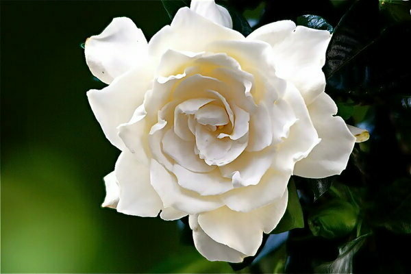 Gardenia photo