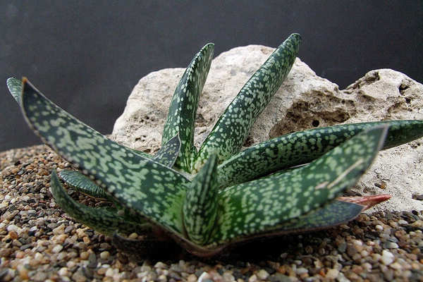 Fotografija Gasteria