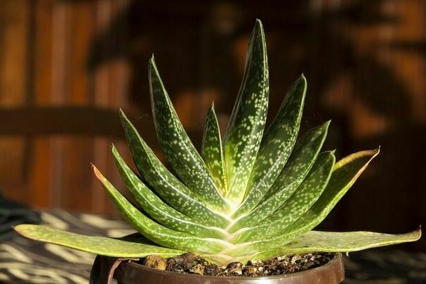 Gasteria photo