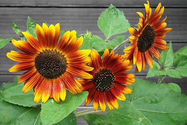 helianthus photo