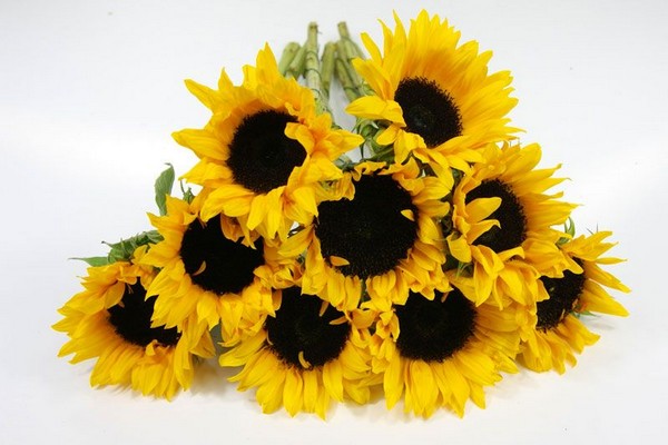 helianthus photo