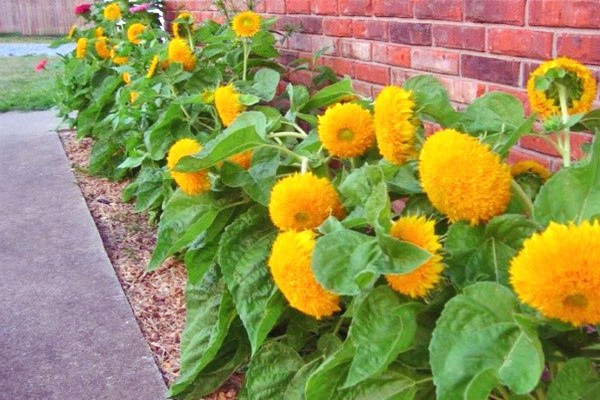 fotografija helianthus