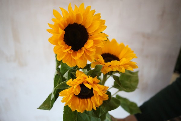 bulaklak ng helianthus