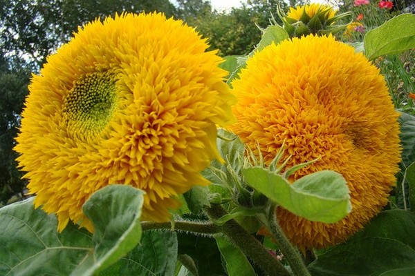 helianthus flower