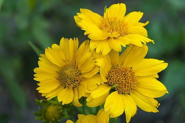 Fotografija heliopsis