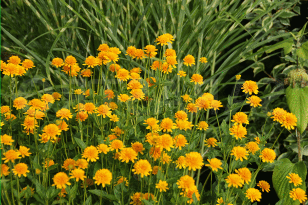 Heliopsis-Foto