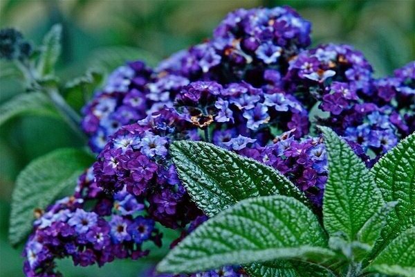 Heliotrope photo