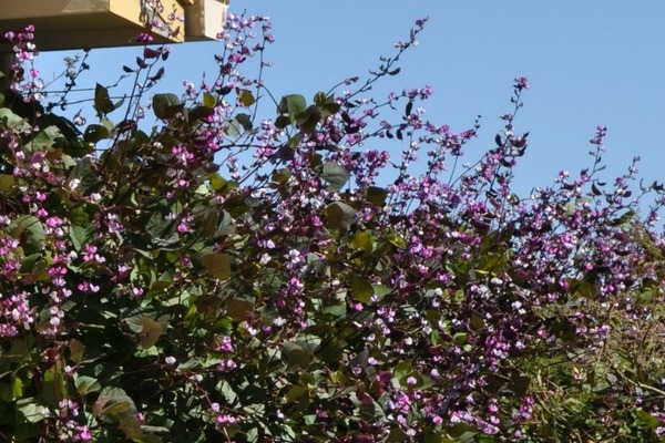 hyacinth beans