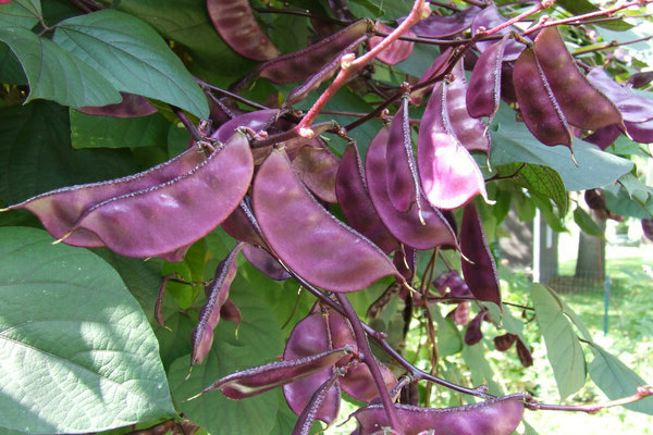 hyacinth beans