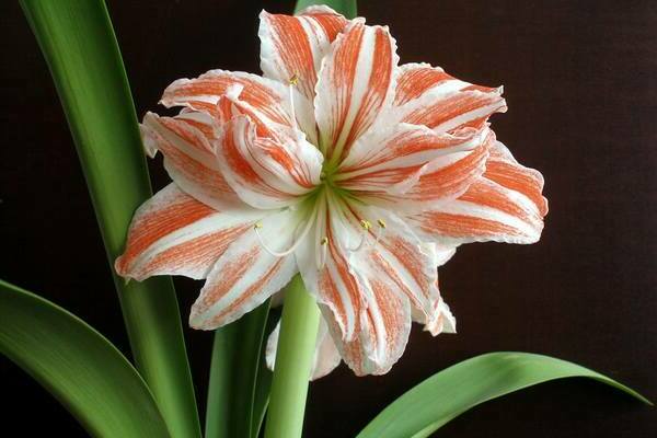 Hippeastrum photo