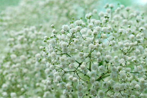 Gypsophila photo