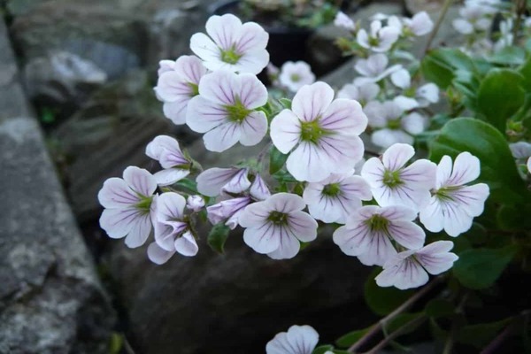 Gypsophila photo