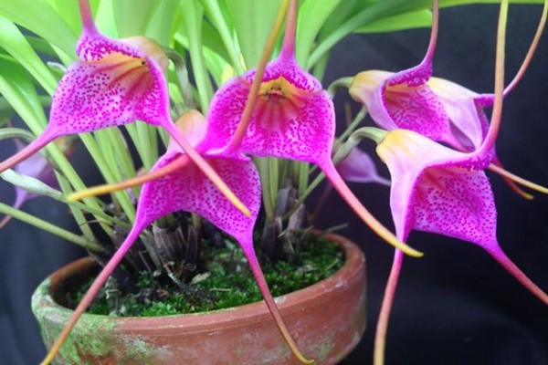 Masdevallia