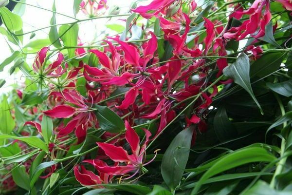 gloriosa flower