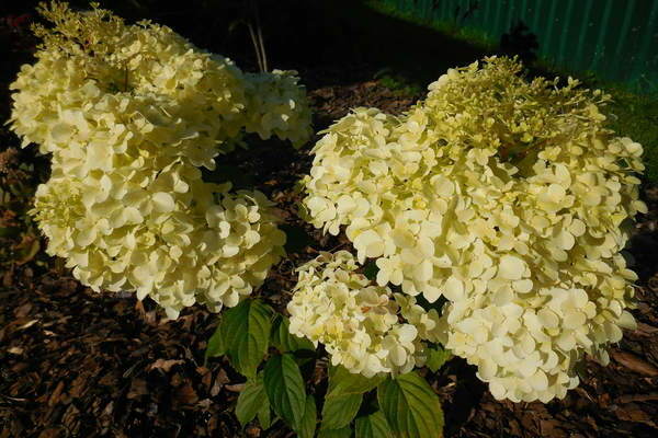 Hortensie Diamantino Foto