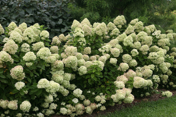 Hydrangea Little Lime photo