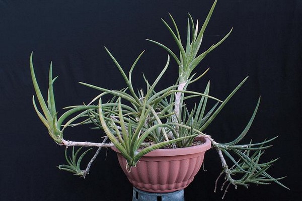 Sansevieria varieties