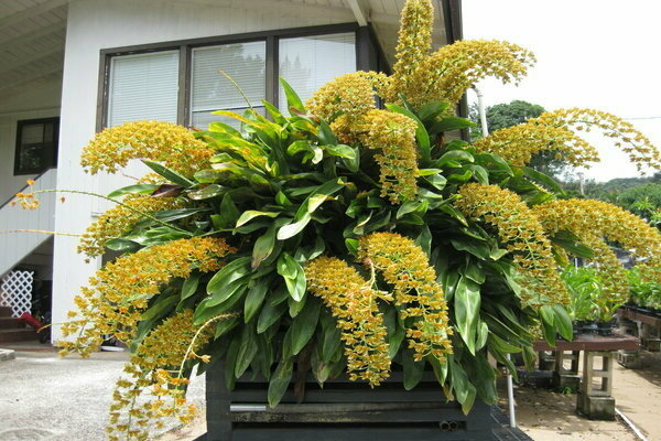 Grammatophyllum Foto