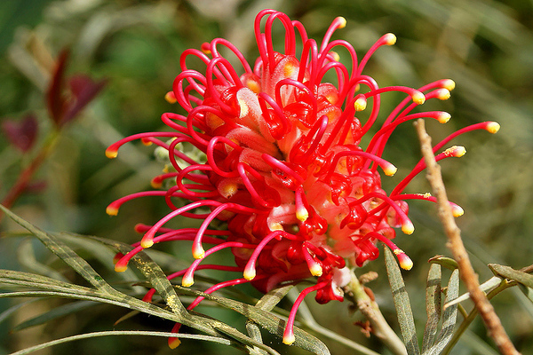 fotografija grevillea