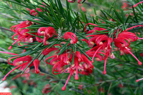 fotografija grevillea