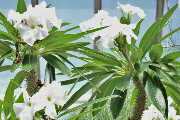 photo de pachypodium