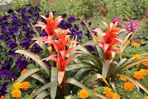 greffe de guzmania