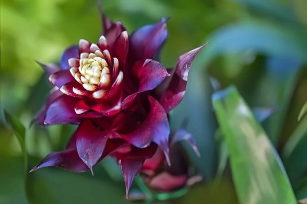 variétés de guzmania