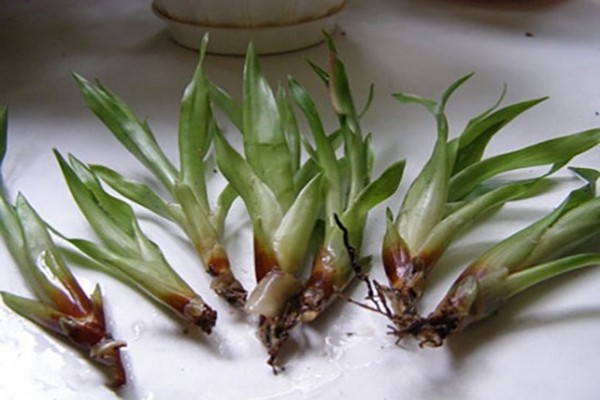 variétés de guzmania