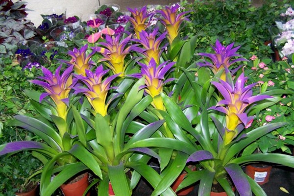 variétés de guzmania