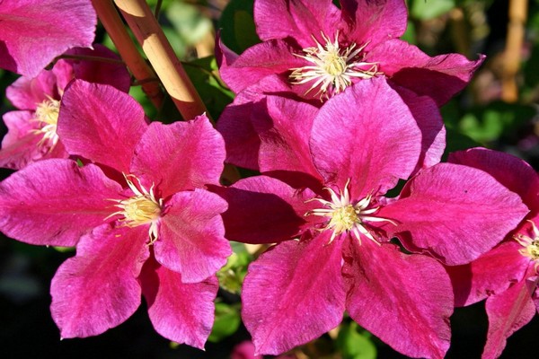 clematis