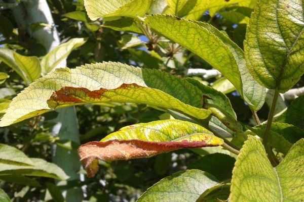 Apple chlorosis