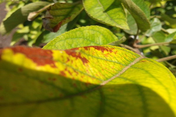 Apple chlorosis