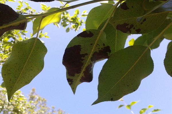 Apple chlorosis: photo