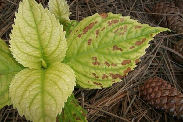 hydrangea disease