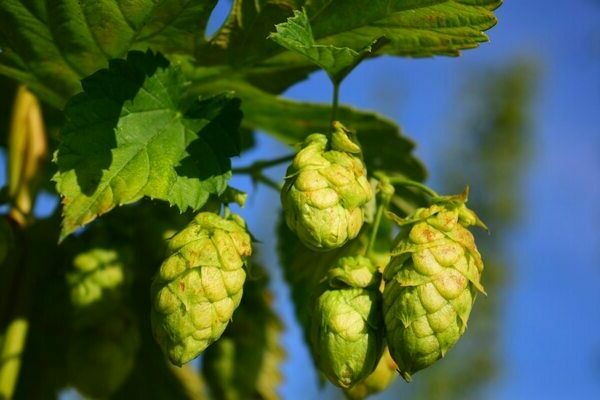 Hops photo