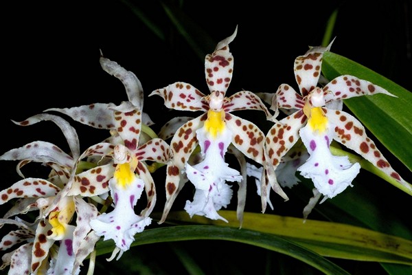 variétés d'odontoglossum