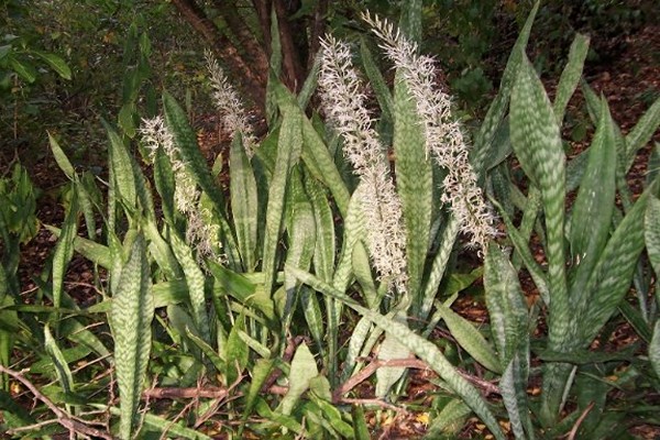 Mga barayti ng Sansevieria