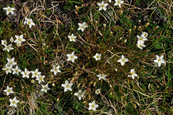 Saxifraga