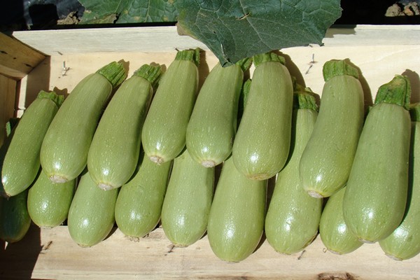 zucchini mapait