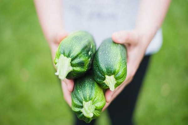 zucchini kapaitan